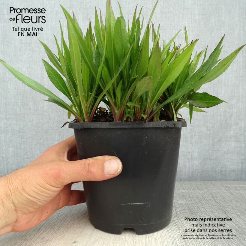 Aster novae-angliae Purple Dome Maceta 2L/3L Ejemplar entregado en la primavera