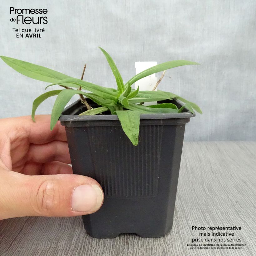 Aster novae-angliae Rosa Sieger Maceta de 7/8 cm Ejemplar entregado en la primavera