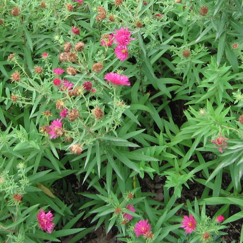 Aster novae-angliae Rosanna (Porte)