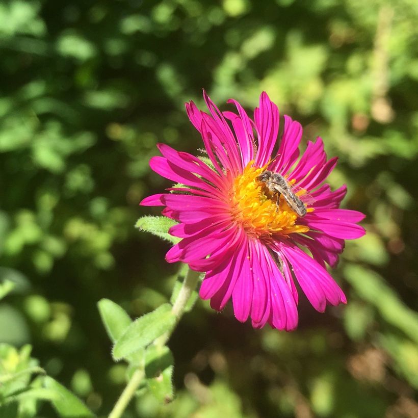 Aster novae-angliae Septemberrubin (Floración)