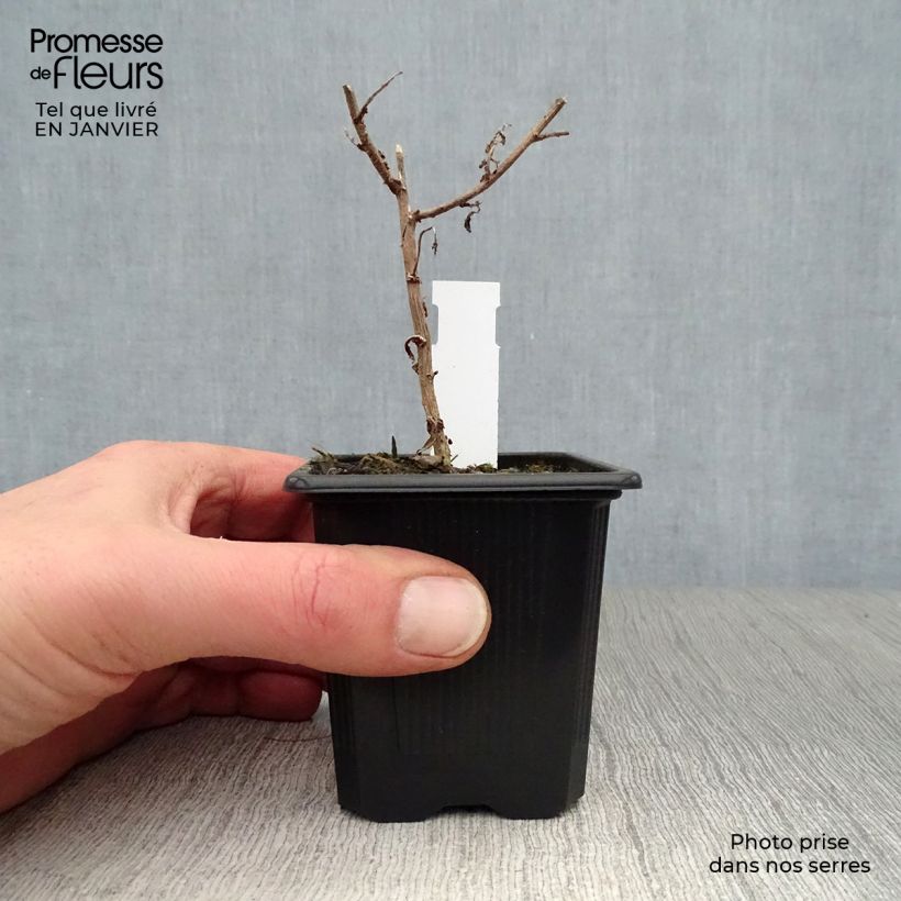 Aster novae-angliae Septemberrubin Maceta de 7/8 cm Ejemplar entregado en invierno