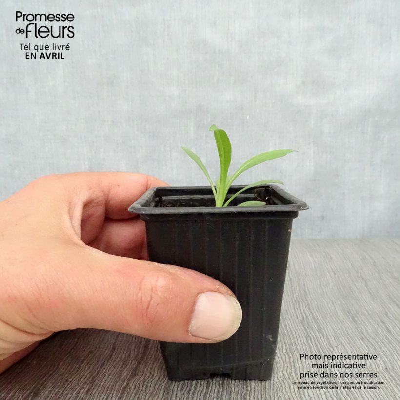 Aster novae-angliae Septemberrubin Maceta de 7/8 cm Ejemplar entregado en la primavera