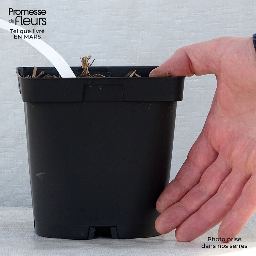 Aster novae-angliae Septemberrubin Maceta 2L/3L Ejemplar entregado en la primavera