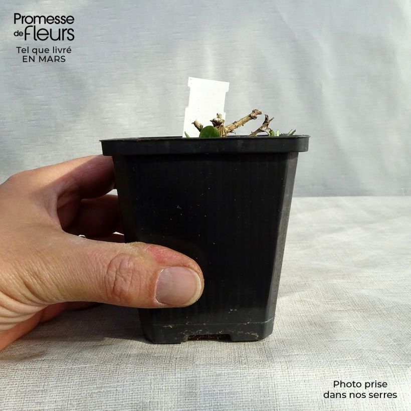 Aster novae-angliae Violetta Maceta de 8/9 cm Ejemplar entregado en la primavera