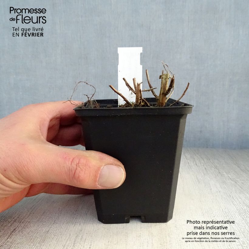 Aster novae-angliae Violetta Maceta de 8/9 cm Ejemplar entregado en invierno