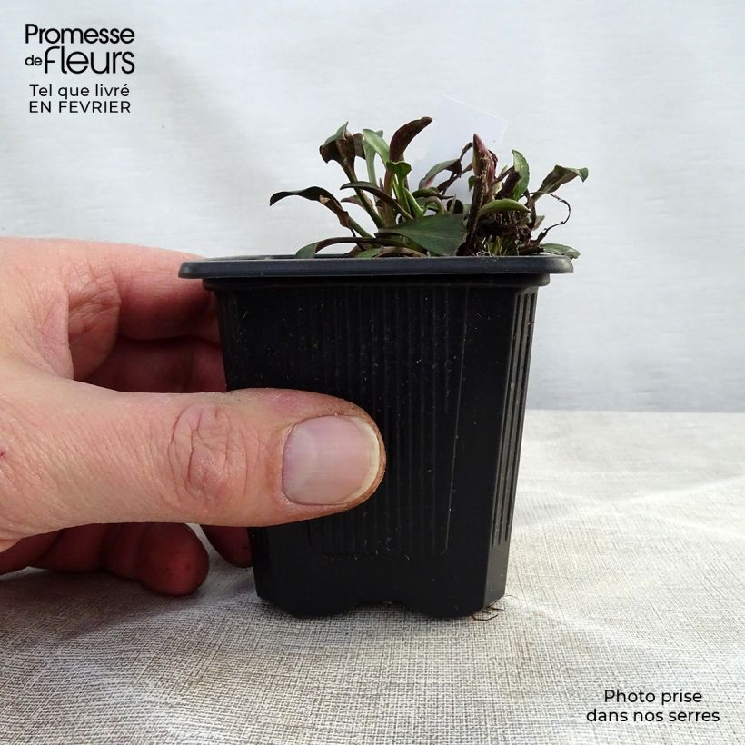 Aster novi-belgii Audrey Maceta de 8/9 cm Ejemplar entregado en invierno