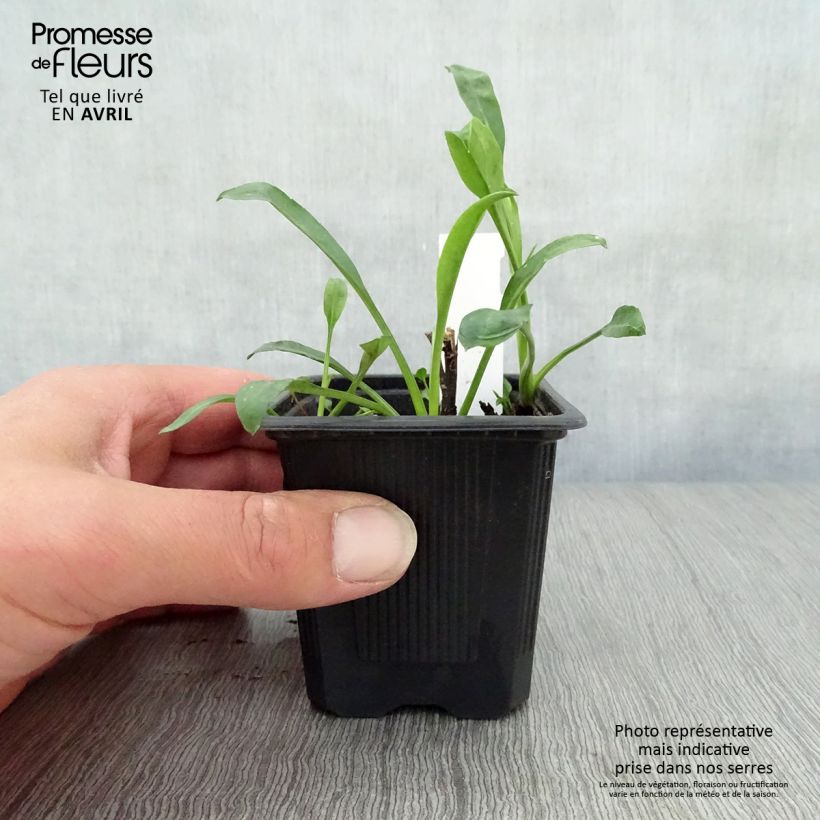 Aster novi-belgii Audrey Maceta de 8/9 cm Ejemplar entregado en la primavera