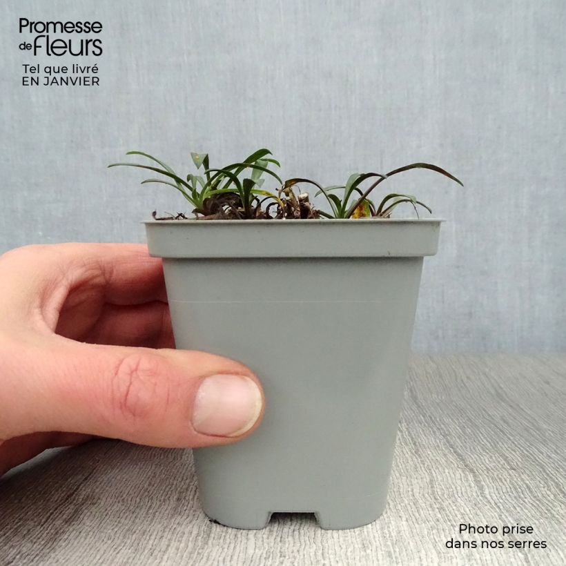 Aster novi-belgii Crimson Brocade Maceta de 8/9 cm Ejemplar entregado en invierno