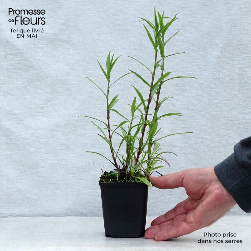 Aster novi-belgii Crimson Brocade Maceta de 8/9 cm Ejemplar entregado en la primavera