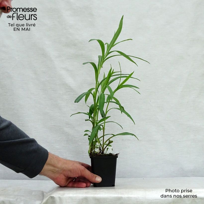 Aster novi-belgii Dauerblau Maceta de 8/9 cm Ejemplar entregado en la primavera