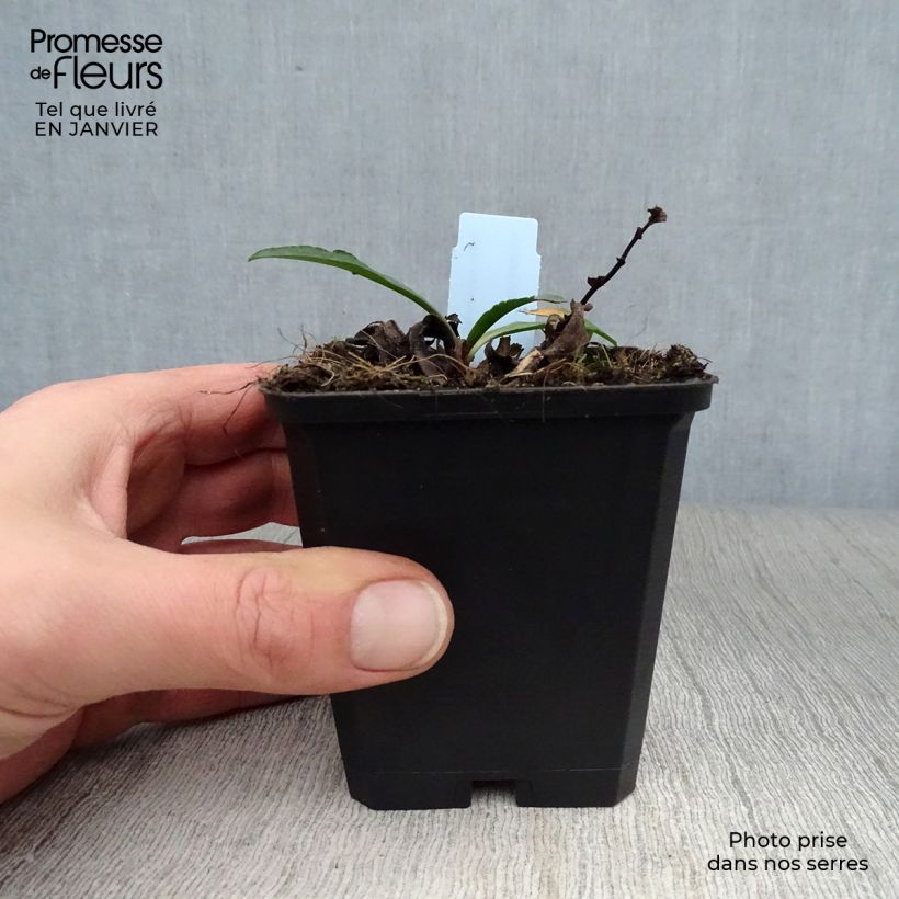 Aster novi-belgii Dauerblau Maceta de 8/9 cm Ejemplar entregado en invierno