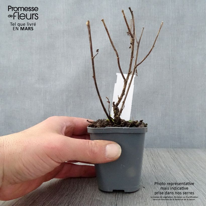 Aster novi-belgii Eventide Maceta de 7/8 cm Ejemplar entregado en la primavera