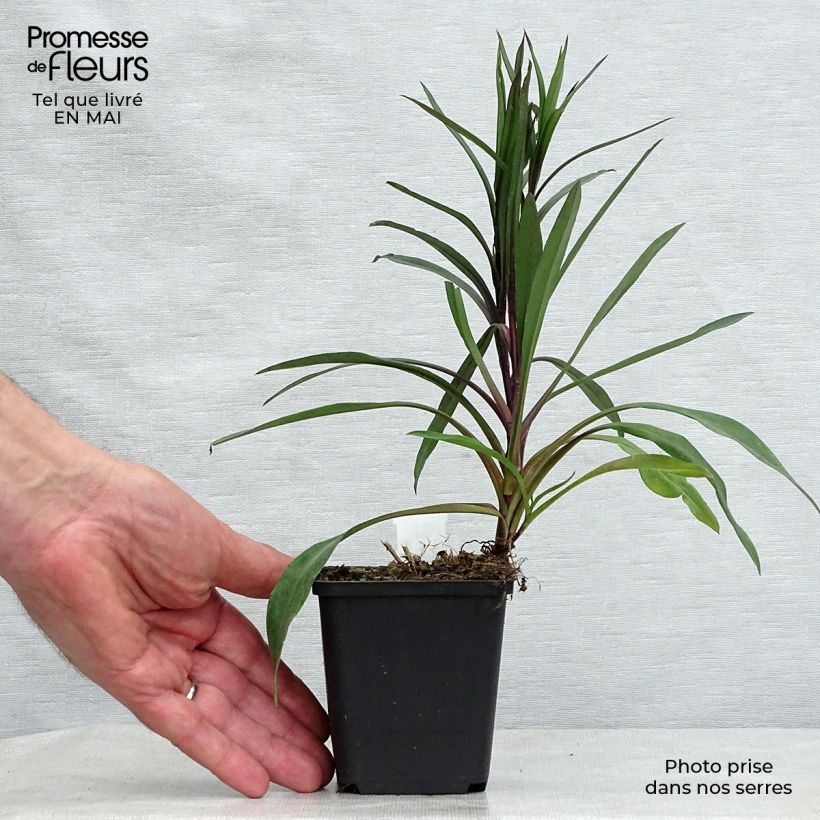 Aster novi-belgii Karmin Kuppel Maceta de 8/9 cm Ejemplar entregado en la primavera