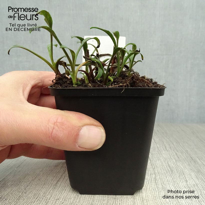 Aster novi-belgii Marie Ballard Maceta de 8/9 cm Ejemplar entregado en invierno