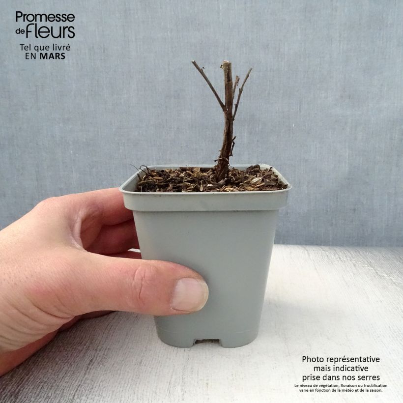 Aster novi-belgii Marie Ballard Maceta de 8/9 cm Ejemplar entregado en la primavera