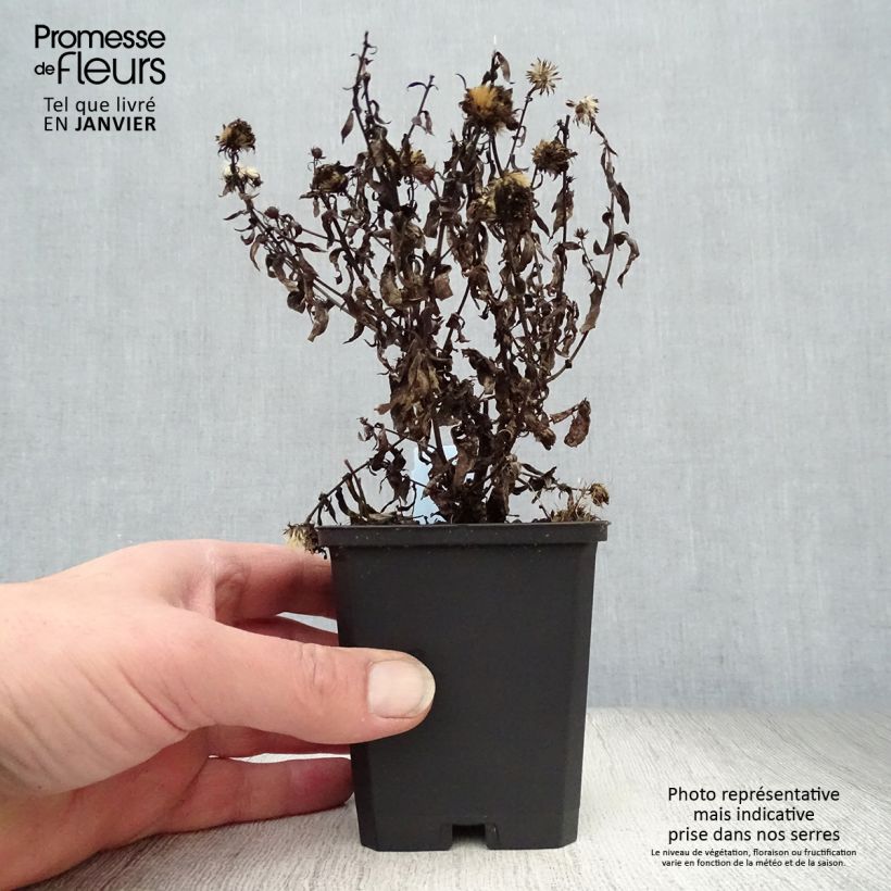 Aster novi-belgii Patricia Ballard Maceta de 8/9 cm Ejemplar entregado en invierno