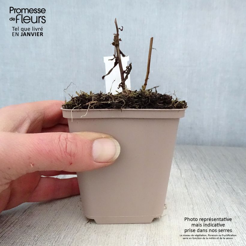 Aster novi-belgii Porzellan Maceta de 8/9 cm Ejemplar entregado en invierno