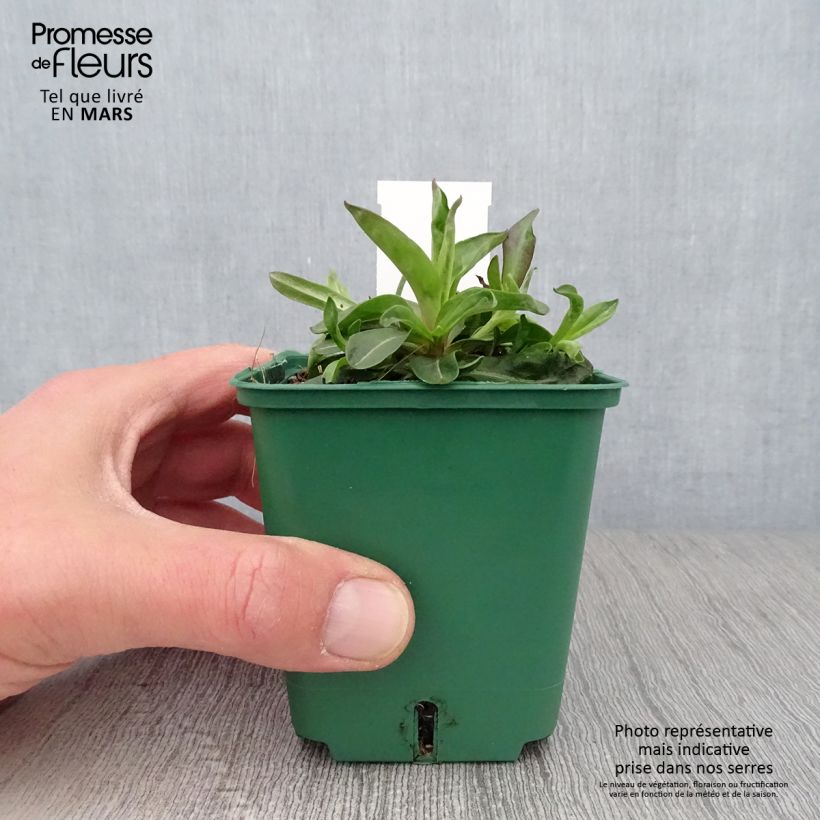 Aster novi-belgii Reitlingstal Maceta de 8/9 cm Ejemplar entregado en la primavera