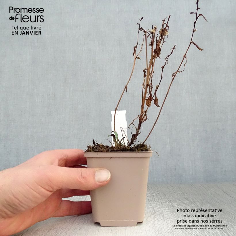 Aster novi-belgii Rosenquarz Maceta de 8/9 cm Ejemplar entregado en invierno