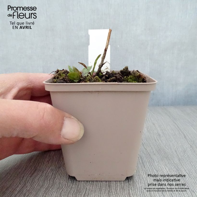 Aster novi-belgii Rosenquarz Maceta de 8/9 cm Ejemplar entregado en la primavera