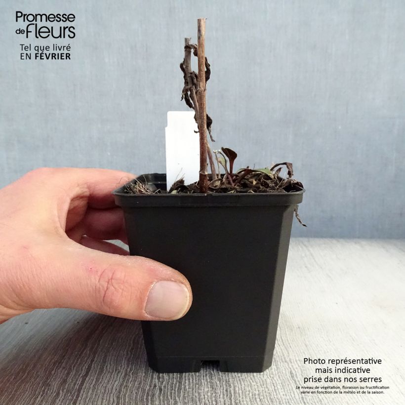 Aster novi-belgii Sarah Ballard Maceta de 8/9 cm Ejemplar entregado en invierno