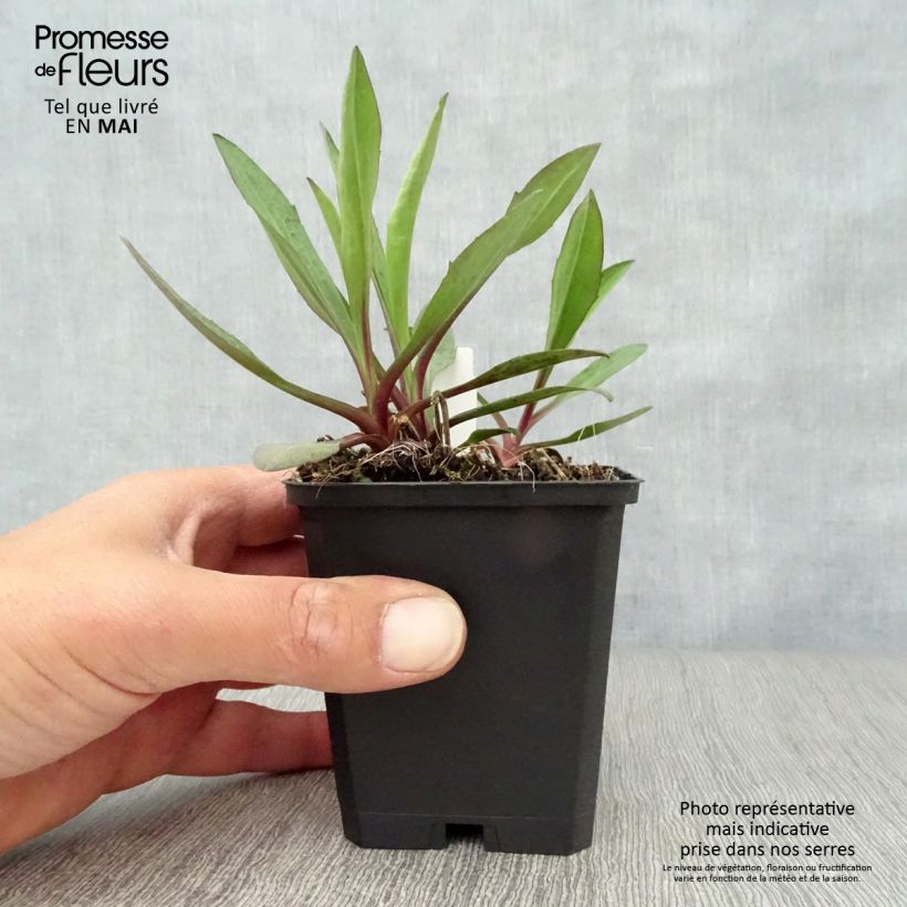 Aster novi-belgii Sarah Ballard Maceta de 8/9 cm Ejemplar entregado en la primavera