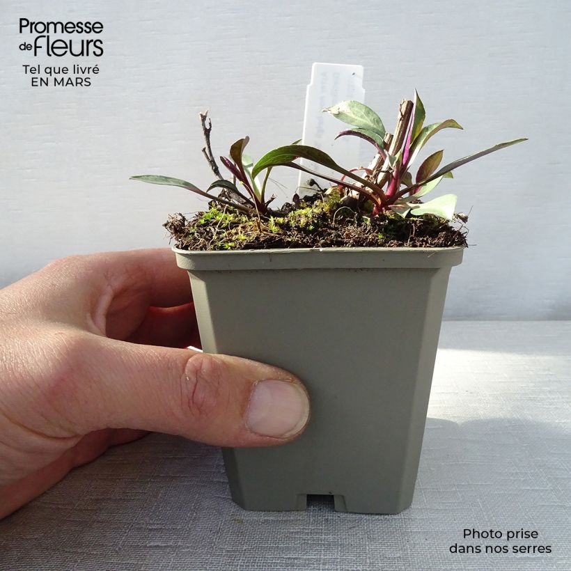 Aster novi-belgii Schone von Dietlikon Maceta de 8/9 cm Ejemplar entregado en la primavera