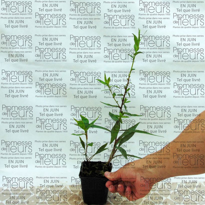 Ejemplo de ejemplar de Aster novi-belgii Weisses Wunder Maceta de 8/9 cm tal y como se entrega