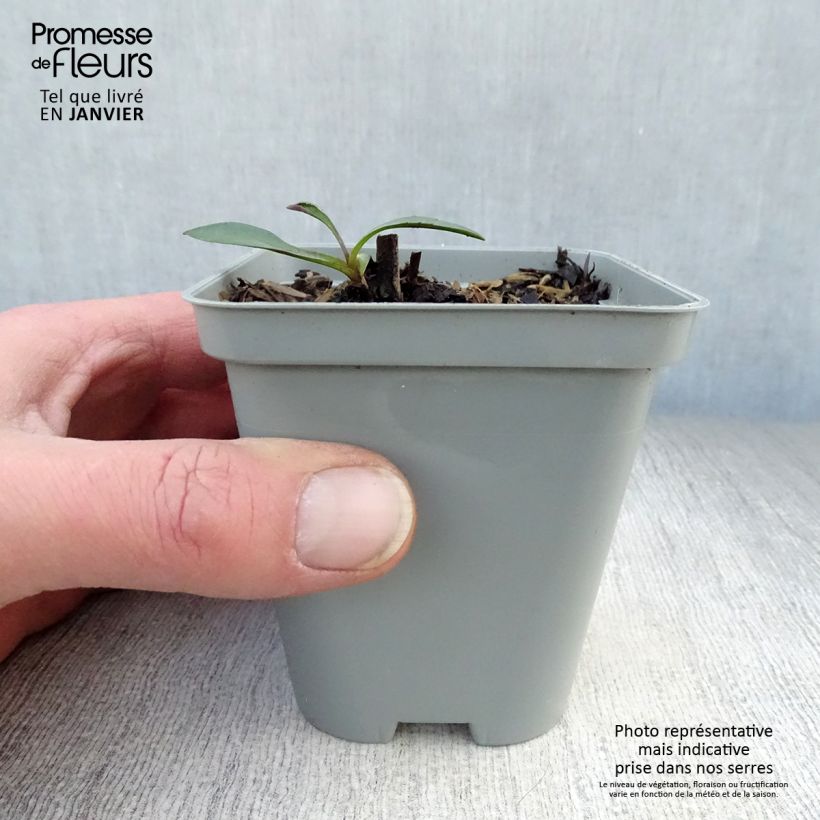 Aster novi-belgii White Lady Maceta de 8/9 cm Ejemplar entregado en invierno