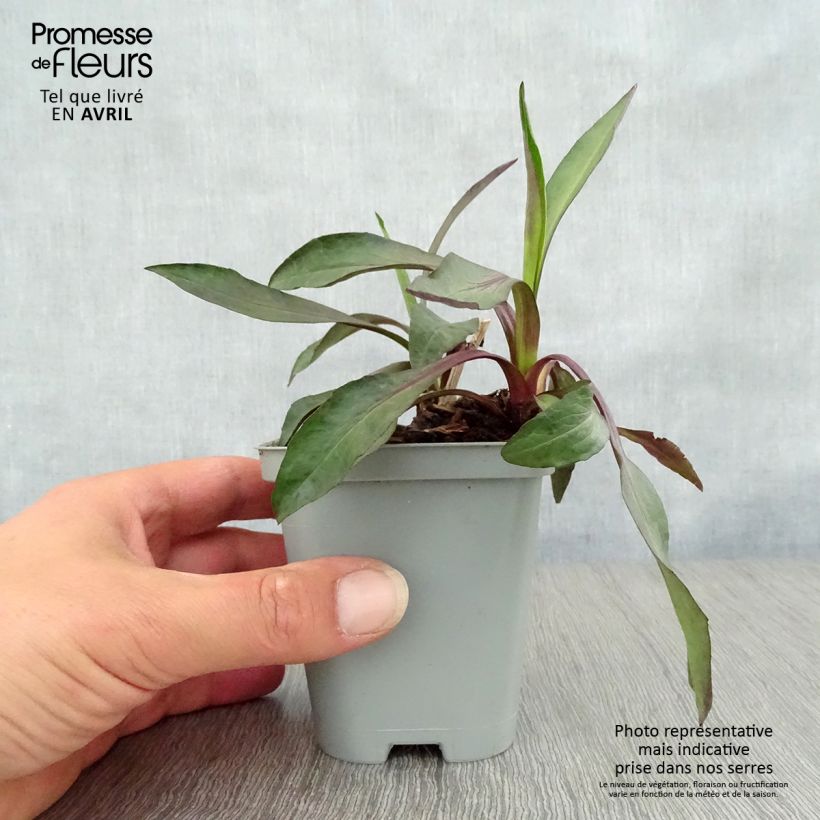 Aster novi-belgii White Lady Maceta de 8/9 cm Ejemplar entregado en la primavera