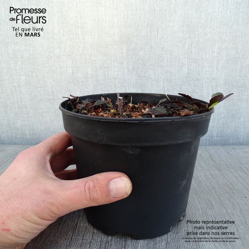 Aster novi-belgii White Lady Maceta 2L/3L Ejemplar entregado en invierno