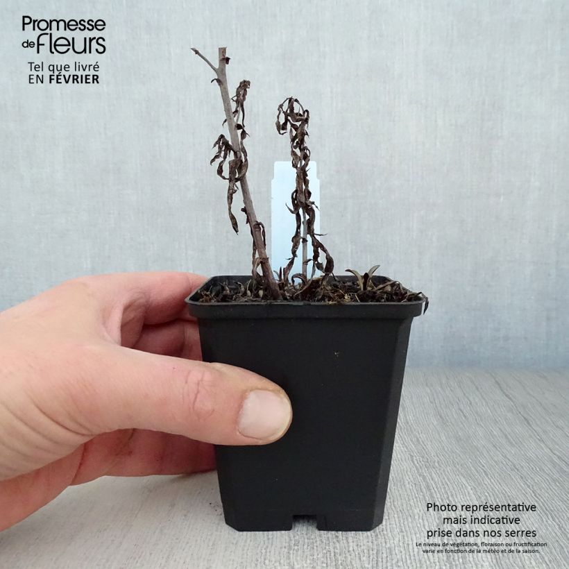 Aster novi-belgii Winston S. Churchill Maceta de 8/9 cm Ejemplar entregado en invierno