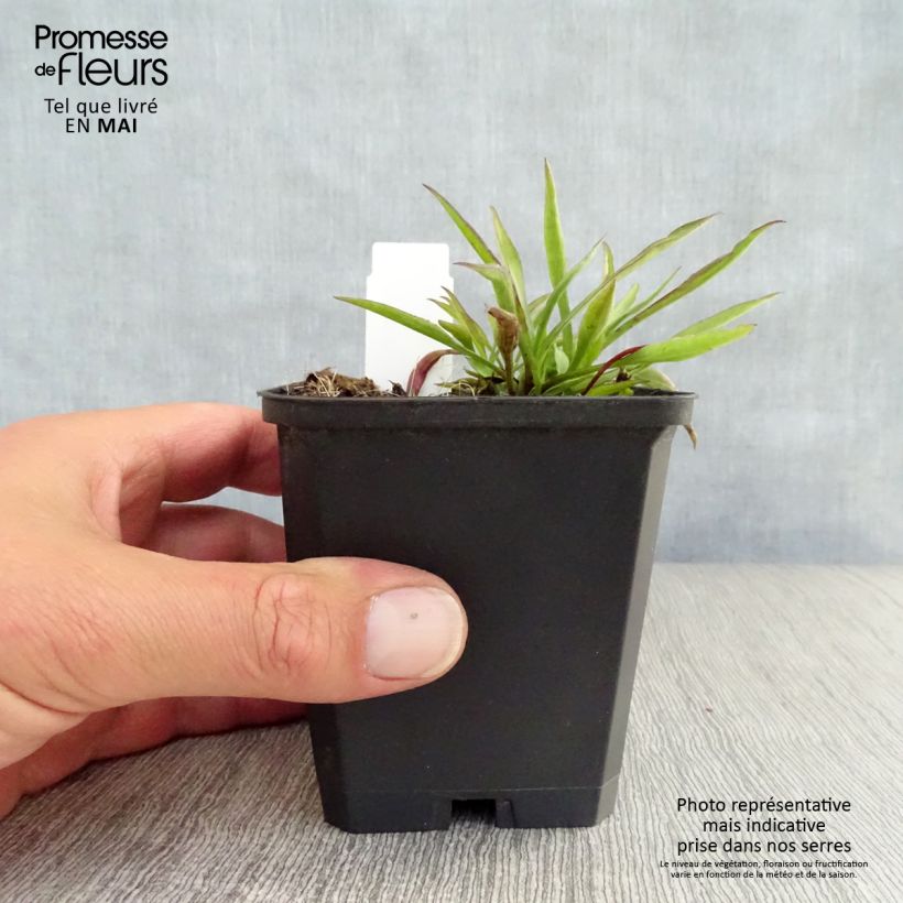 Aster novi-belgii Winston S. Churchill Maceta de 8/9 cm Ejemplar entregado en la primavera