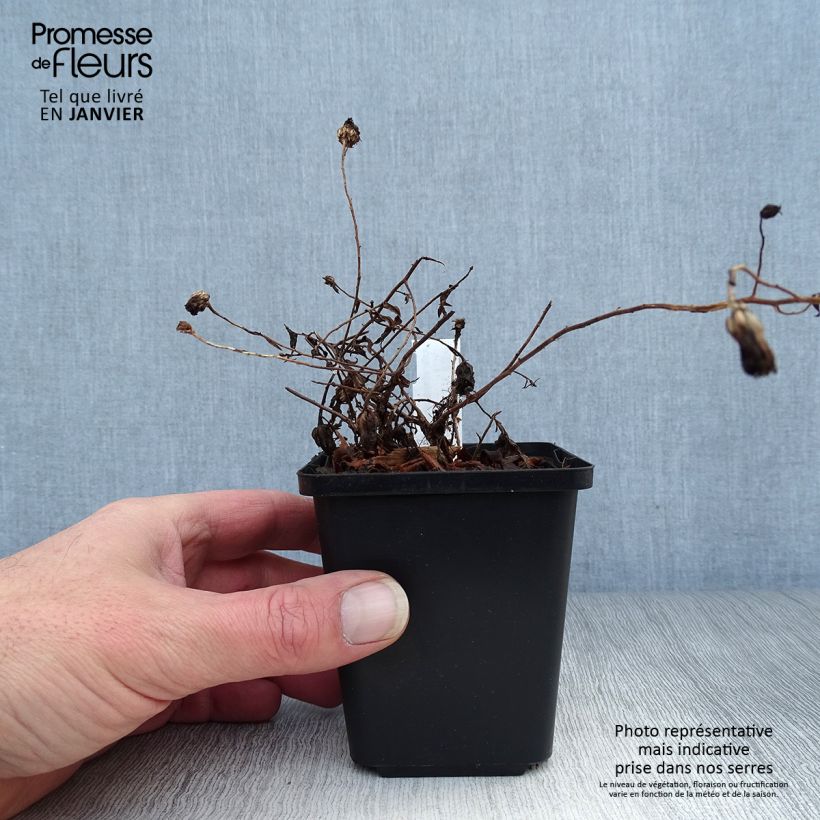 Aster oblongifolium October Skies Maceta de 8/9 cm Ejemplar entregado en invierno