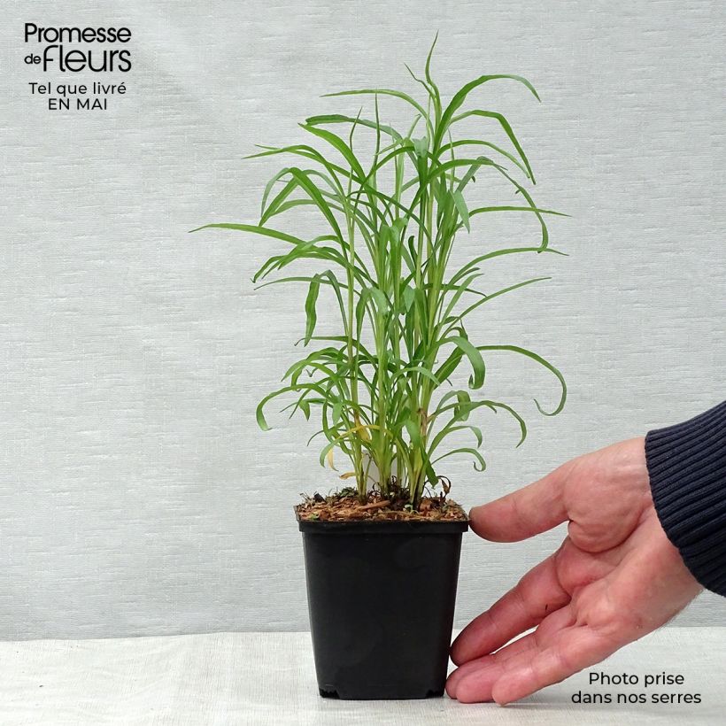 Aster ericoides var. pringlei Monte Cassino Maceta de 8/9 cm Ejemplar entregado en la primavera