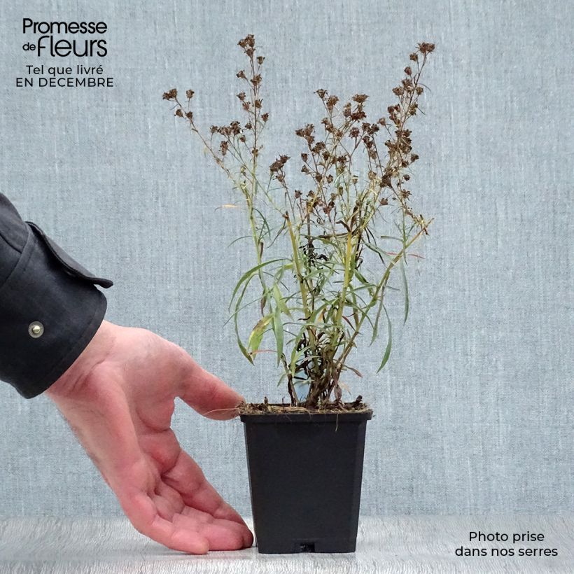 Aster ericoides var. pringlei Monte Cassino Maceta de 8/9 cm Ejemplar entregado en invierno