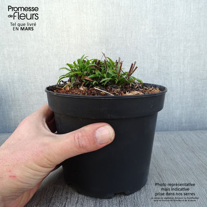 Aster ericoides var. pringlei Monte Cassino Maceta 2L/3L Ejemplar entregado en invierno