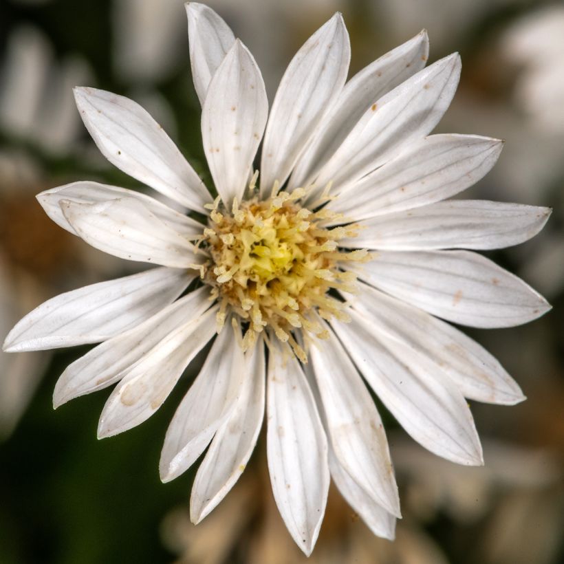 Aster ptarmicoïdes (Floración)