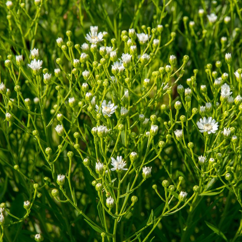 Aster ptarmicoïdes (Porte)