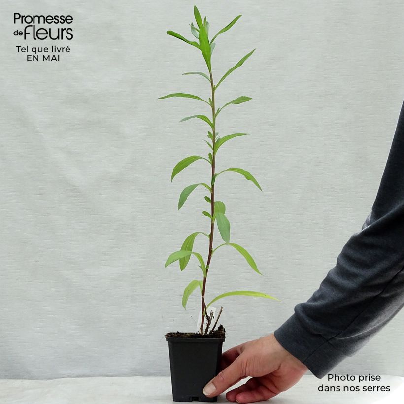 Aster pyrenaeus Lutetia Maceta de 8/9 cm Ejemplar entregado en la primavera