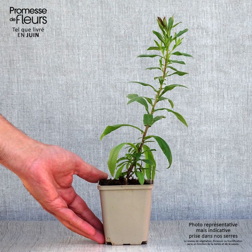 Ejemplar de Aster pyrenaeus Lutetia Maceta de 8/9 cm entregado en verano