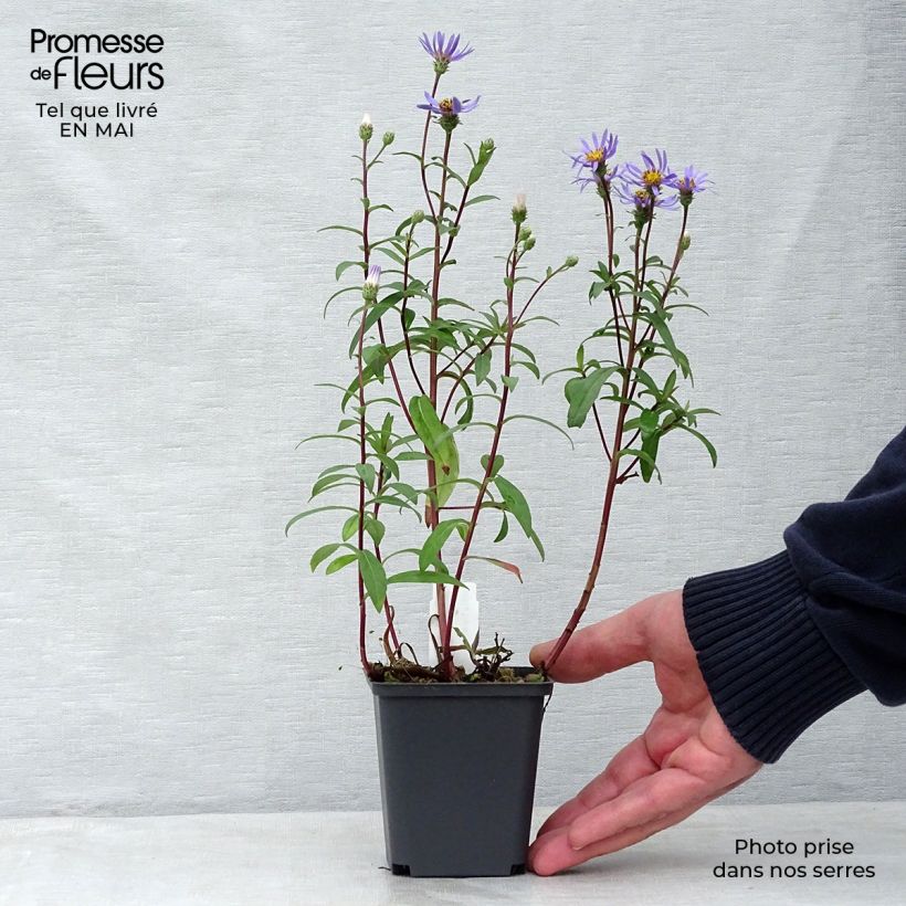 Aster radula August Sky Maceta de 8/9 cm Ejemplar entregado en la primavera