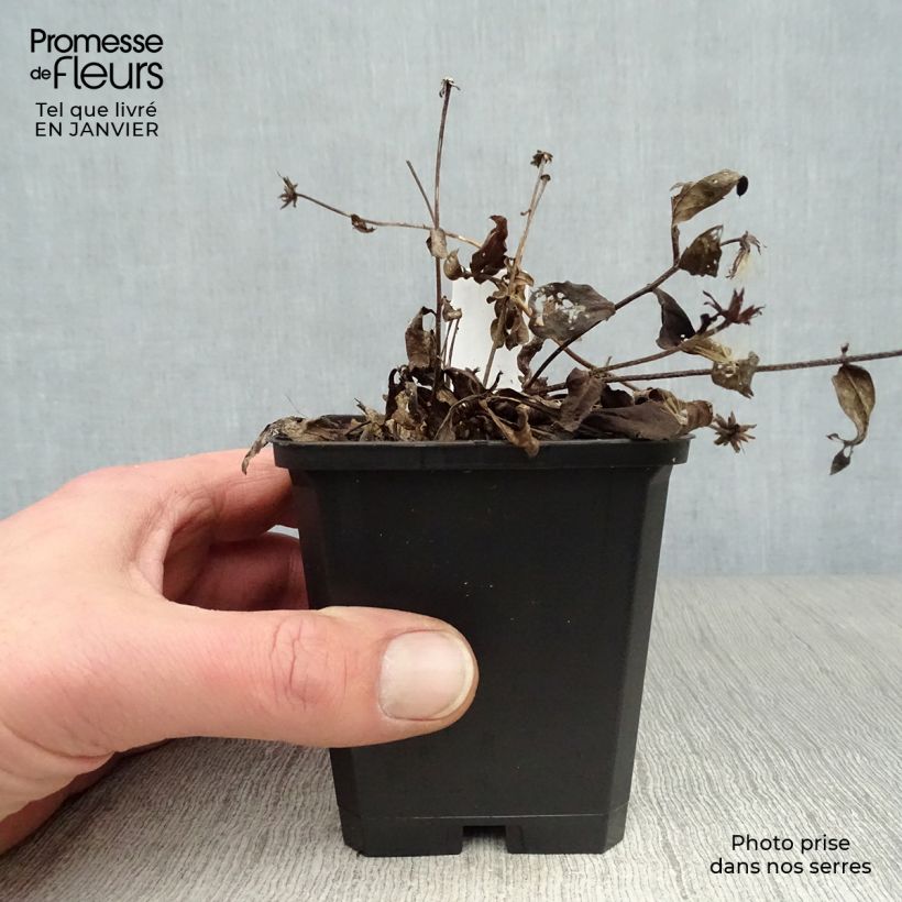 Aster radula August Sky Maceta de 8/9 cm Ejemplar entregado en invierno