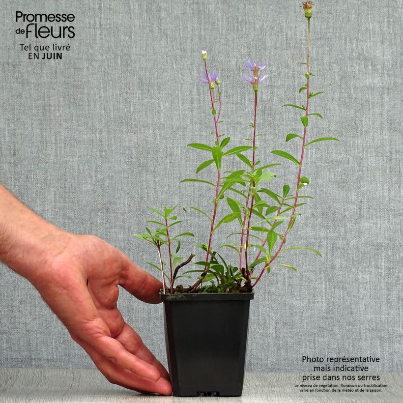 Ejemplar de Aster radula August Sky Maceta de 8/9 cm entregado en verano