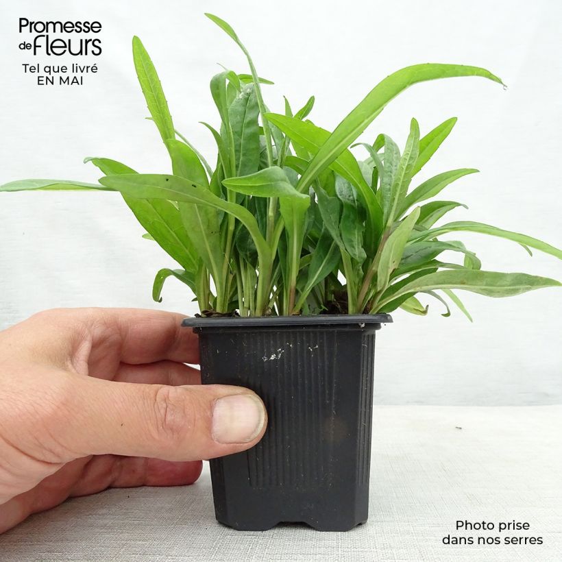 Aster rugulosus Asrugo Maceta de 8/9 cm Ejemplar entregado en la primavera