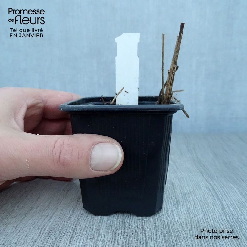 Aster rugulosus Asrugo Maceta de 8/9 cm Ejemplar entregado en invierno