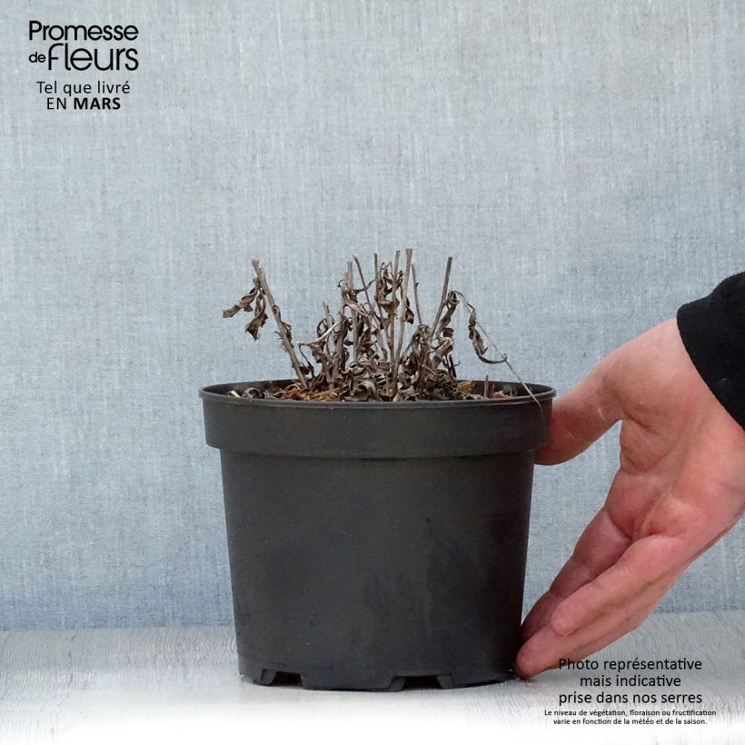 Aster rugulosus Asrugo Maceta 2L/3L Ejemplar entregado en la primavera