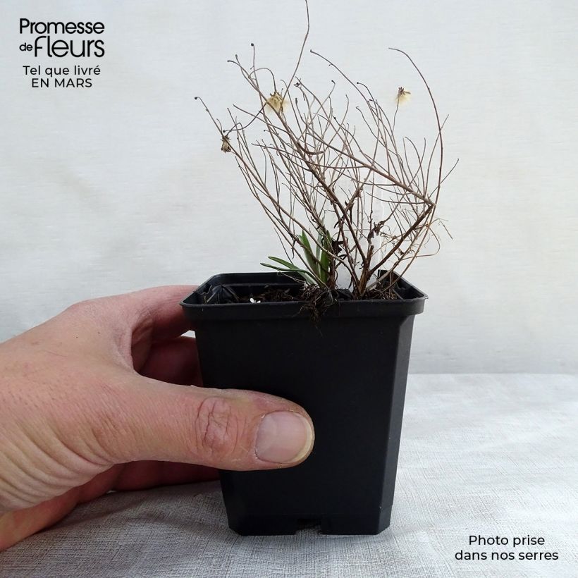 Aster sedifolius Nanus Maceta de 8/9 cm Ejemplar entregado en invierno