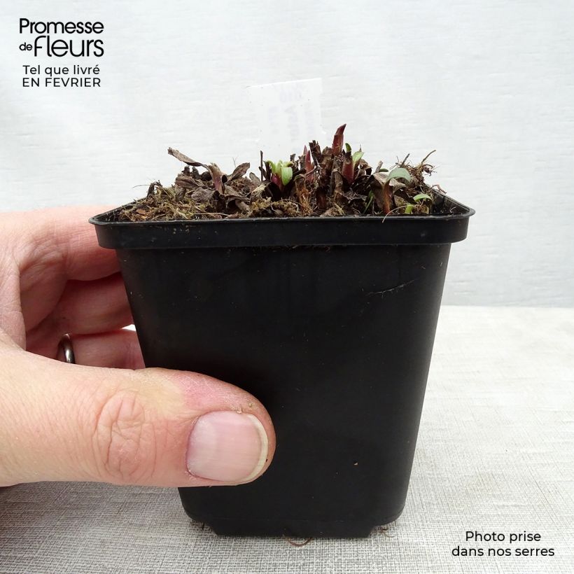 Aster sibiricus Maceta de 8/9 cm Ejemplar entregado en invierno