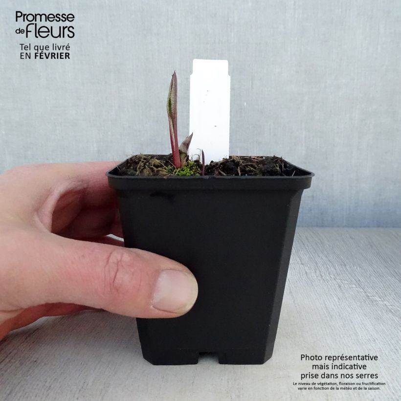 Aster tataricus Jindai Maceta de 8/9 cm Ejemplar entregado en invierno